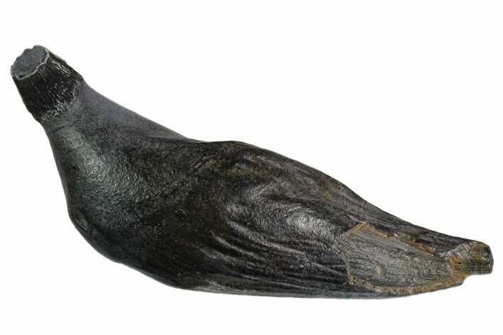 Fossil Sperm Whale (Scaldicetus) Tooth #130178